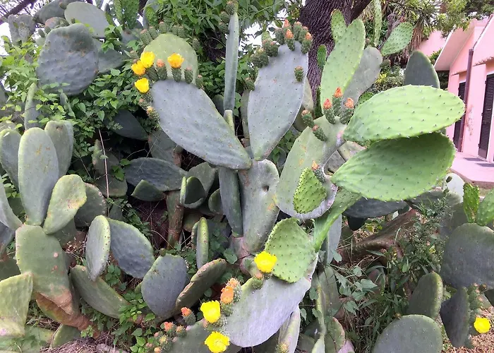 Anselmi Sauro Vendégház Portoferraio